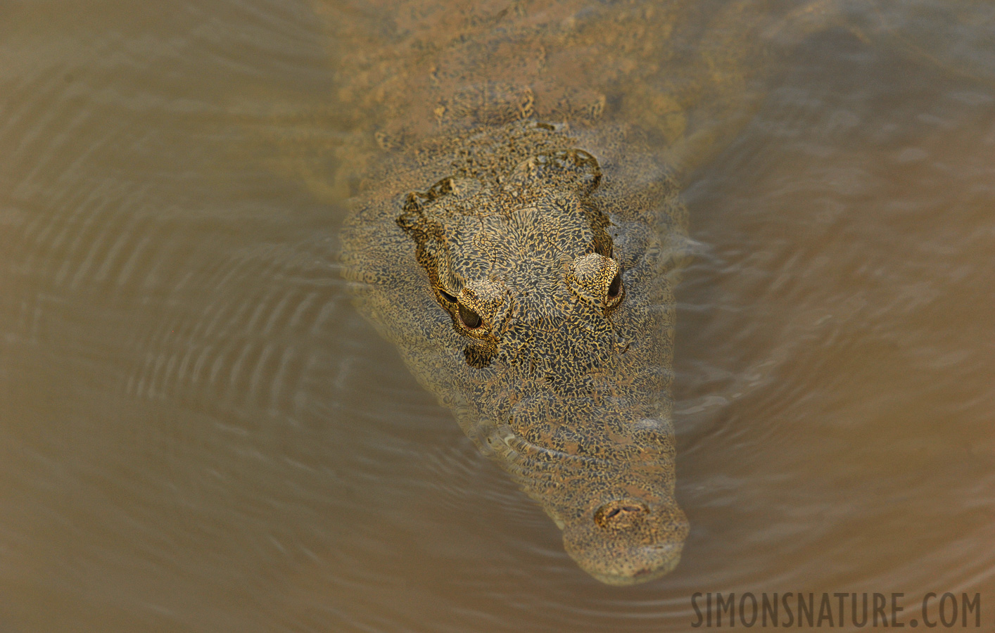 Crocodylus niloticus cowiei [280 mm, 1/640 sec at f / 8.0, ISO 1600]